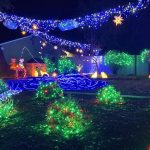 Berry Bushes and Stary Night